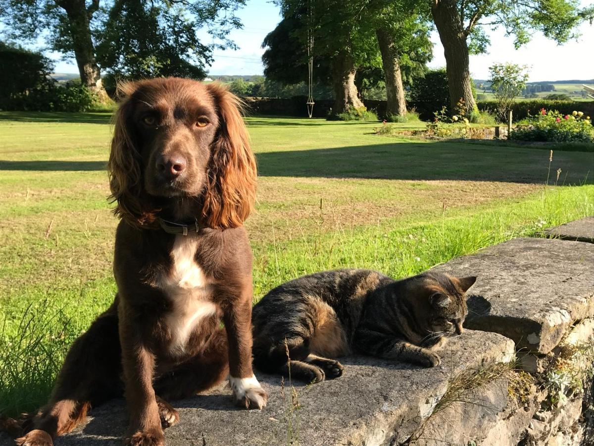 South Craighall B&B Eaglesham Eksteriør billede